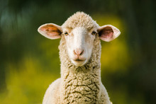 Sheep Looking At Camera On Green Background. Copy Space For Text
