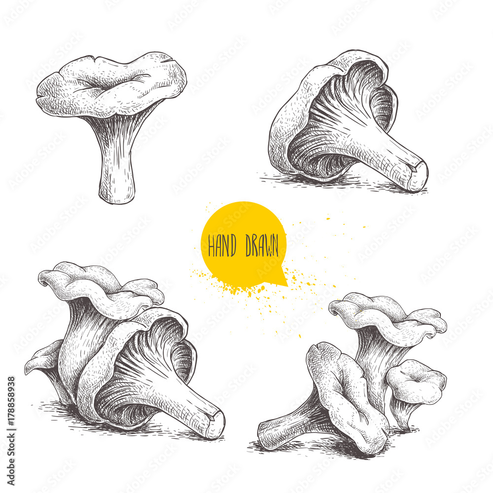 Hand drawn sketch style chanterelle mushroom setisolated on white background. Healthy natural forest food collection. Vector illustration. - obrazy, fototapety, plakaty 