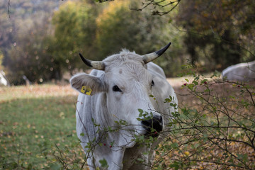 White Marchigiana Cow eating