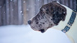 Great Dane Dog Outside in Winter Snow Storm