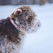 German Wirehaired Pointer Playing Outside in Winter Snow Storm