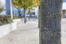 Close Up Of A Tree Trunk With Lichen Growing On Its Bark On A Autumn Day Outside A Contemporary Modern Building In England, UK