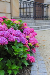 Canvas Print - Hortensja - Hydrangea