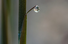 Dew Drop On Bamboo Leaf