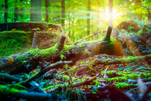 Sun Rays Shining Thought The Old Fallen Tree Covered By Moss In A Forest