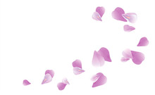 Purple Violet Flying Petals Isolated On White Background. Sakura Roses Petals. Vector
