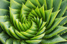 Spiral Aloe Vera With Water Drops, Closeup