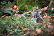 Wild cat (Felis silvestris) in European forest. Image with space for a text