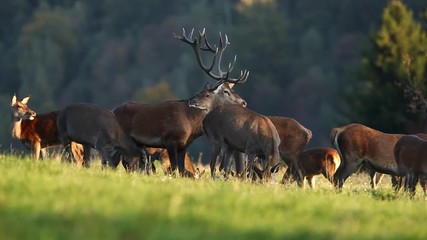 Wall Mural - red deer, cervus elaphus, rutting