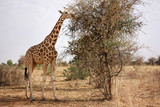Fototapeta Sawanna - giraffe