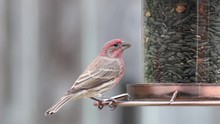 Male Finch Bird Eating Seeds At A Bird Feeder.