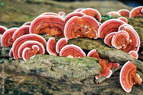 фотография Ganoderma Lucidum Mushroom or Ling Zhi Mushroom on timber
