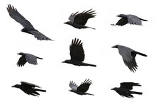 Group Of Black Crow Flying On White Background. Animal. Black Bird.