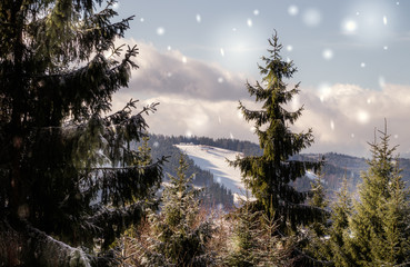 Wall Mural - Fairy New Year's forest