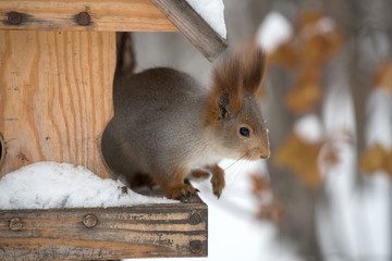 The gray squirrel eating sunflower seeds on the tree in the park in winter