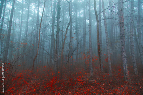 colorful autumn forest on misty morning