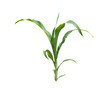 Junge Maispflanze freigestellt