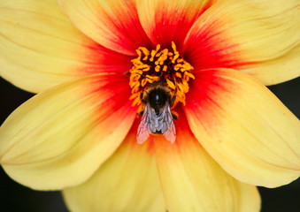 Poster - Bee on a vibrant flower