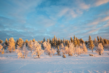 Wall Mural - snowy landscape, frozen trees in winter in saariselka, lapland, finland