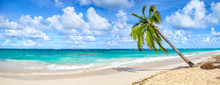 Coconut Palm Tree On White Sandy Beach In Punta Cana, Dominican Republic. Panoramic View.