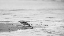 Shore Bird