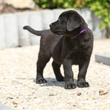 Amazing Black Labrador Puppy