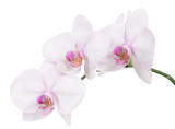 Fototapeta Storczyk - isolated branch with three light pink orchid blooms