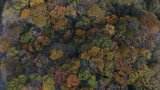 Fototapeta Pomosty - Akiu's autumnal leaves (drone shot)