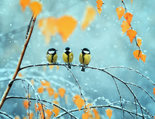 Portrait Of Three Cute Birds Tits In The Park Sitting On A Branch Among Bright Autumn Foliage During A Snowfall