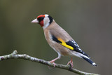 Fototapeta  - Garden goldfinch