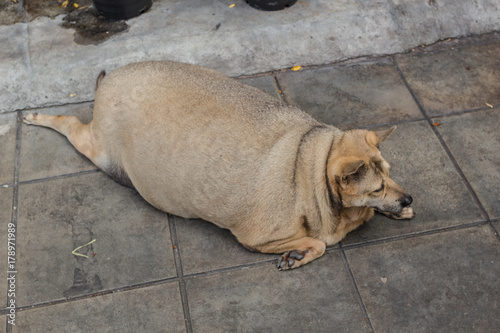 肥満 犬 健康 かわいい デブ犬 Stock Photo Adobe Stock