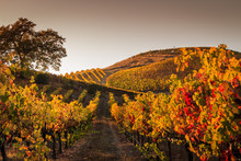 Autumn Sunset In The Vineyards. A View Up A Row Of Vines That Are Turning Yellow And Red. More Rows Of Vines Are In The Background. A Tree Is Off To The Left. A Darking Sky Is In The Background.