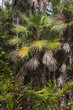 Palmier des Everglades, Acoelorrhaphe wrightii, Parc national des Everglades, Floride, Etats Unis