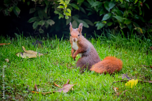 L Ecureuil Roux En Automne Buy This Stock Photo And Explore Similar Images At Adobe Stock Adobe Stock