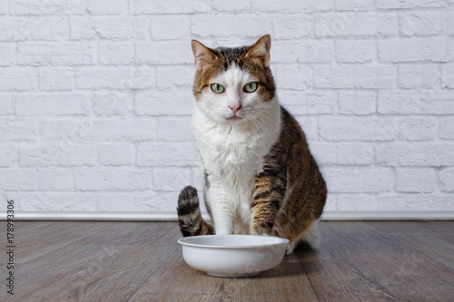 Zdjęcie XXL Stary tabby kota czekanie przed karmowym pucharem.