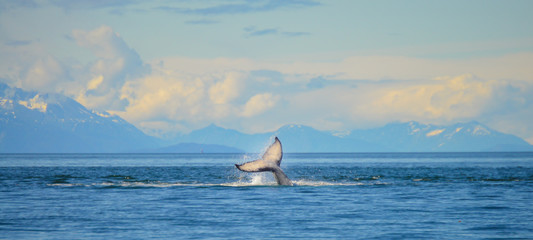 humpback whale