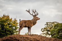 Portrait Of Majestic Powerful Adult Red Deer Stag In Autumn Fall Forest