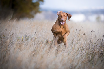 Wall Mural - Running funny hunter dog in autumn