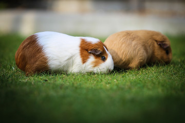 Canvas Print - guinea pig eating