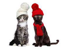 Two Sitting Little Kittens Wearing Knitted Hats