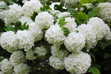 White Flowers Of Blooming Snowball Tree