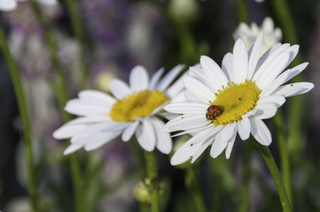 daisies with 2 ladybugs