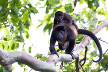 Howler Monkeys In Costa Rica