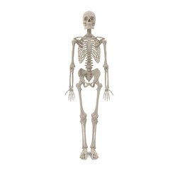 Wall Mural - Human Male Skeleton standing pose on white. 3D illustration