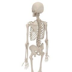 Wall Mural - Human Male Skeleton standing pose on white. 3D illustration