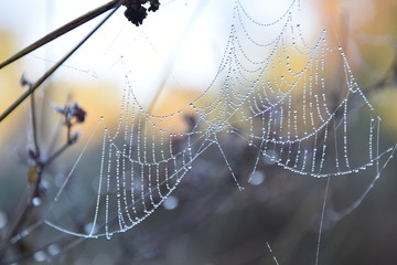 spider