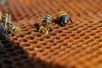 Bees on honeycomb. Close-up of bees on honeycomb in apiary in the summer.