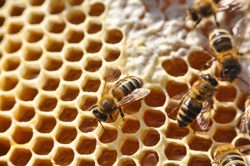 Bees on honeycomb. Close-up of bees on honeycomb in apiary in the summer.