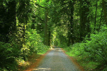 Wall Mural - a picture of an Pacific Northwest forest trail