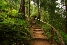 A Picture Of An Pacific Northwest Forest Trail